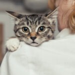 Katzen-Zahnversicherung für Zahnextraktion