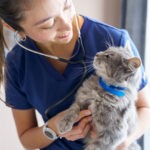 Zahnkrankheiten bei Katzen