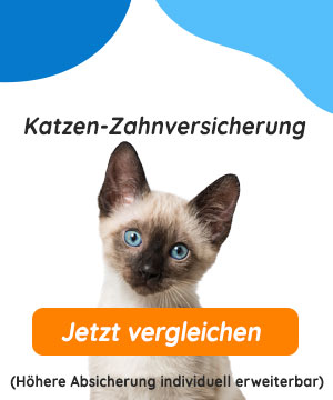 Katzen-Zahnversicherung