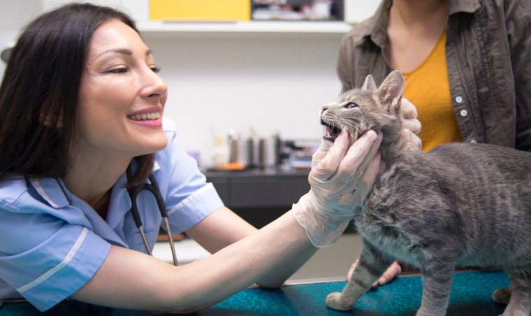 Zahnversicherung Katze für Zahnkrankheiten