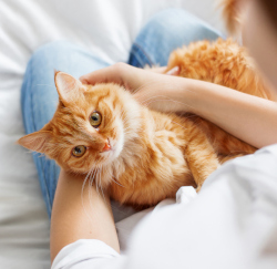 Zahnversicherung Katze Varianten